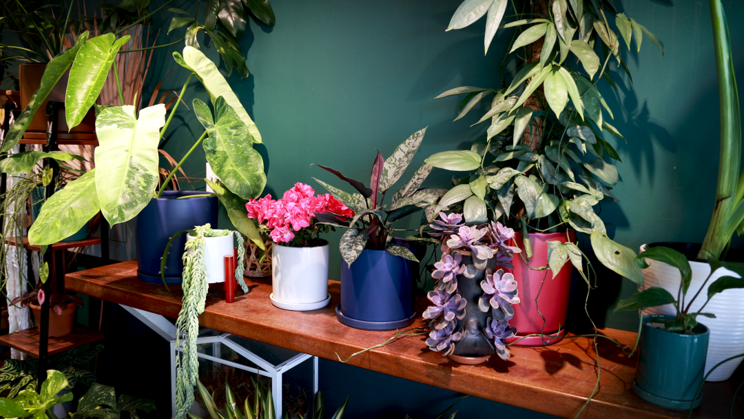 Plantoem shelf of plants