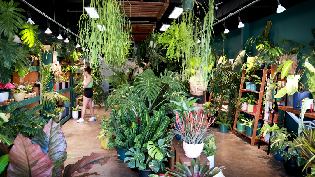 Plantoem store