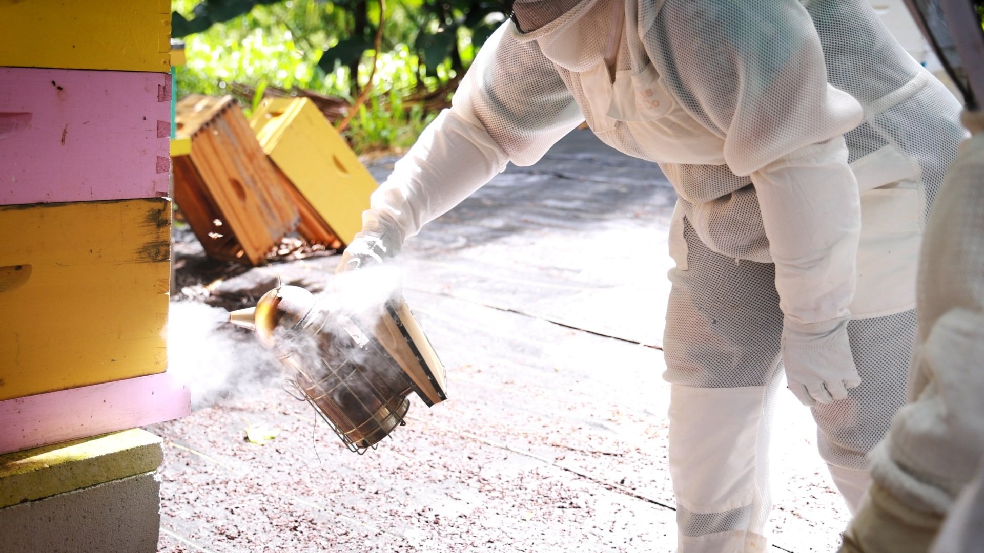 Hanai Hives apiary