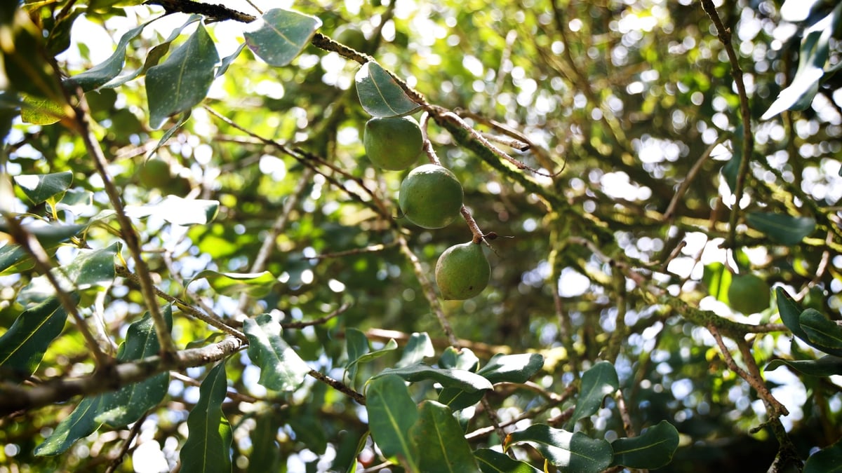 Mauna Loa Macadamia Nuts